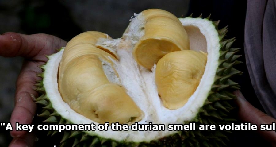 Asian Scientists Discover Why Durians Stink in Genome Study