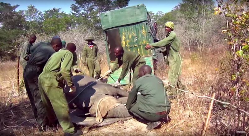 Disturbing Video Shows Captured Baby Elephants Being Abused and Sold to Chinese Zoos