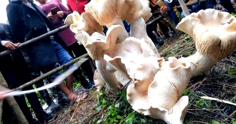 ‘King of Mushrooms’ Discovered By Farmer in Chinese Village