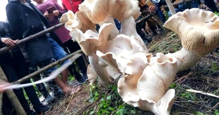 ‘King of Mushrooms’ Discovered By Farmer in Chinese Village