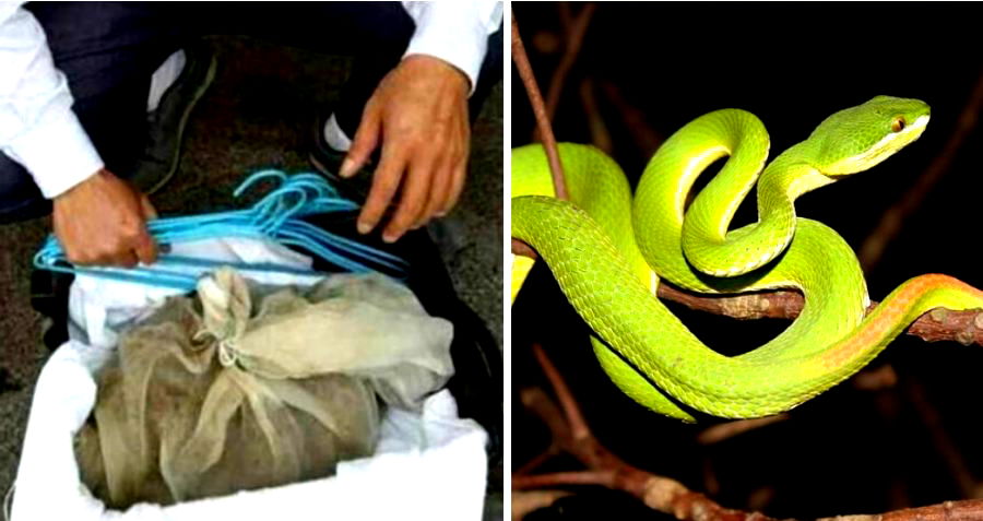 Man Caught Trying to Board Train With 50 Venomous Snakes in China