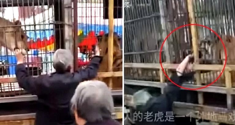 Chinese Man Loses Fingers After Taunting Caged Circus Tiger With Money