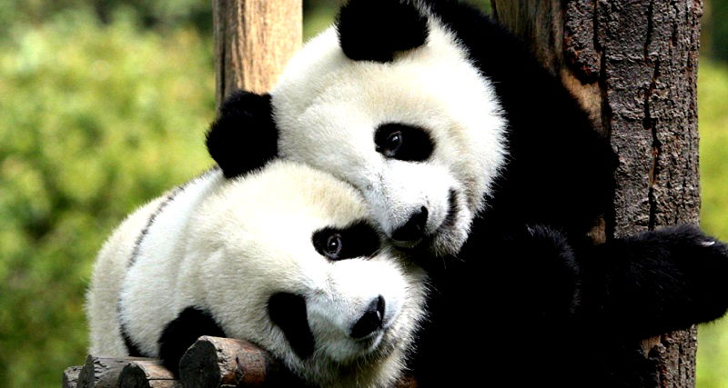 Mondays Are Hard So Here Are Some Pandas