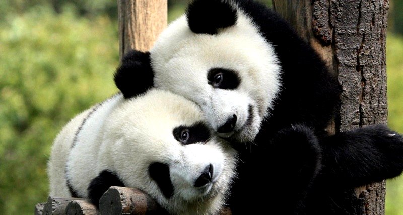 Mondays Are Hard So Here Are Some Pandas