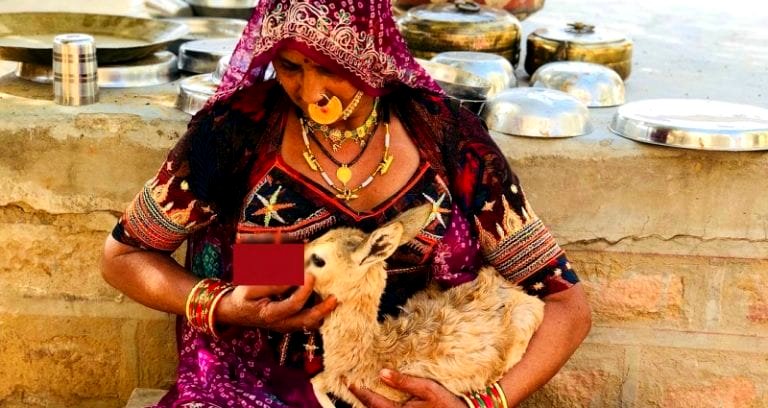 Indian Woman Praised For Breastfeeding Orphaned Baby Deer in Viral Photo