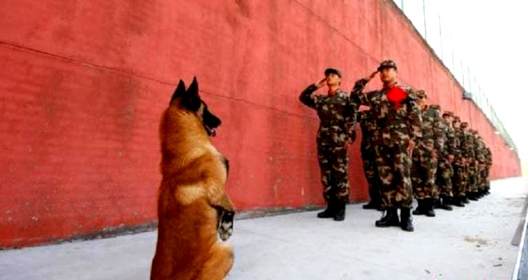 Chinese Army Dog Goes Viral After ‘Standing’ to Salute Retiring Handler