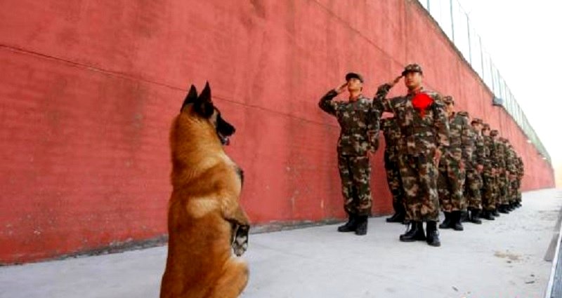 Chinese Army Dog Goes Viral After ‘Standing’ to Salute Retiring Handler