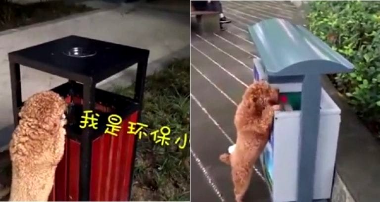 Chinese Poodle’s Trash Clean-Up Game is Absolute Fire
