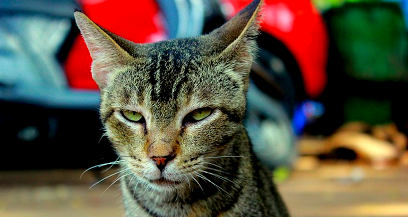 Cat Suspected For Brutal Attempted Murder of Elderly Bed-Ridden Woman in Japan