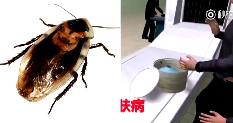 Elderly Couple Caught Smuggling Hundreds Cockroaches Through Airport in China