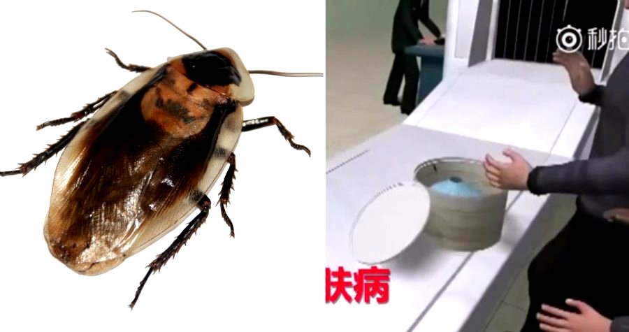 Elderly Couple Caught Smuggling Hundreds Cockroaches Through Airport in China