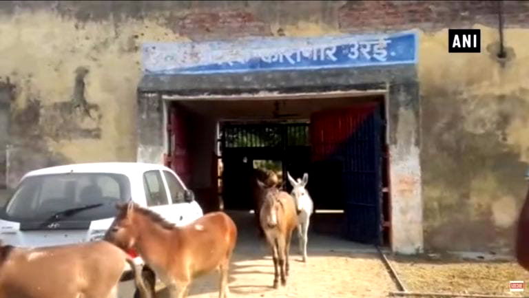 India Throws Herd of Donkeys in Jail After They Destroy $931 Worth of Plants