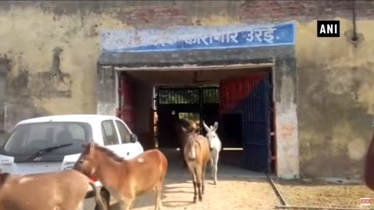 India Throws Herd of Donkeys in Jail After They Destroy $931 Worth of Plants