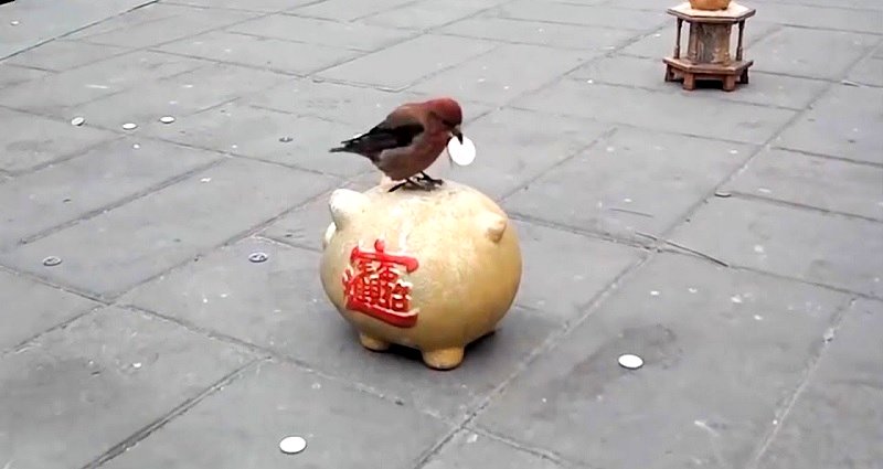 Clever Bird Saves Up Big Coins in a Piggy Bank in Beijing