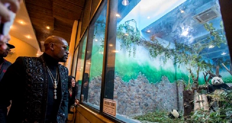 Floyd Mayweather Jr. Adopts Baby Panda in China, Names It After Himself