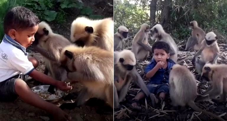Indian Toddler Becomes Best Friends With Over a Dozen Monkeys, Baffles Entire Village