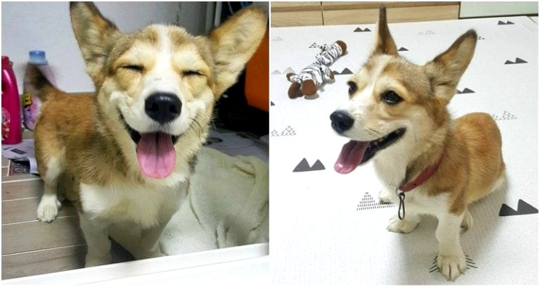Abandoned Puppy Scheduled to Be Killed Finds Home in South Korea