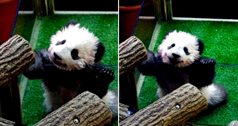 France’s First Ever Baby Panda Gets Named By French First Lady