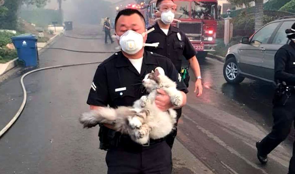 Asian American LAPD Officer Heroically Rescues Cat in SoCal Wildfire