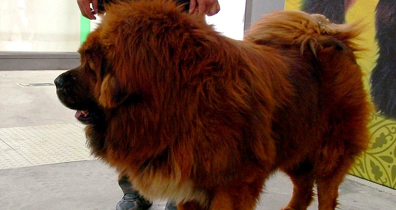 Young Boy Viciously Mauled by ‘Designer’ Tibetan Mastiff Dog in China