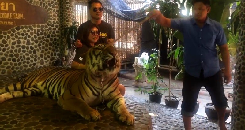 Tiger Forced to Get Poked With a Stick All Day for Tourist Pics at Thai Zoo