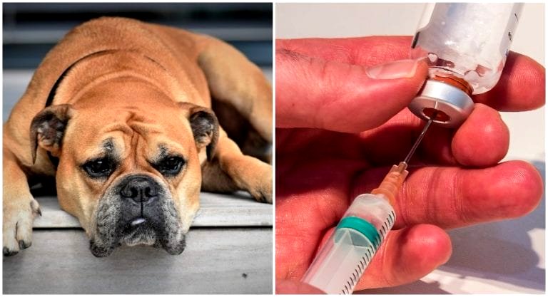 Chinese Police Arrest Suspects Selling Syringes Used to Kill Dogs For Their Meat