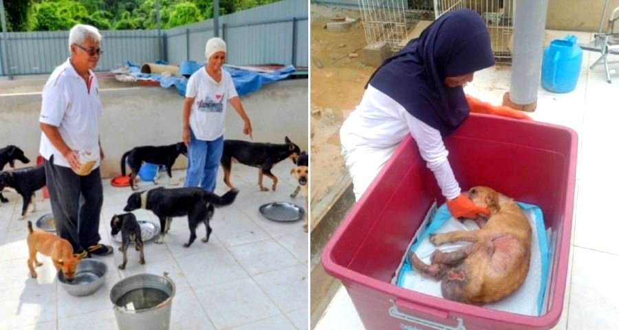 Elderly Malaysian Muslim Uses Life Savings to Build Shelter for Abused Dogs