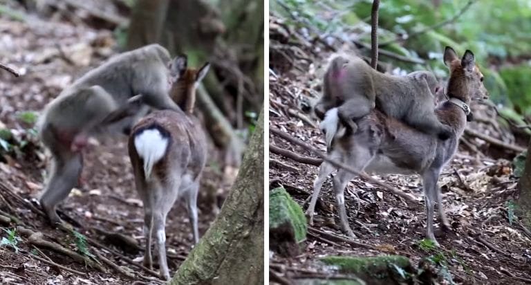 Scientists Have No Clue Why Female Monkeys are Having Sex with Deer in Japan