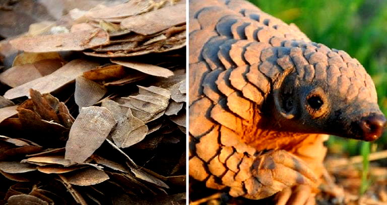 China Seizes Biggest Shipment of the Most Trafficked Endangered Animal in The World