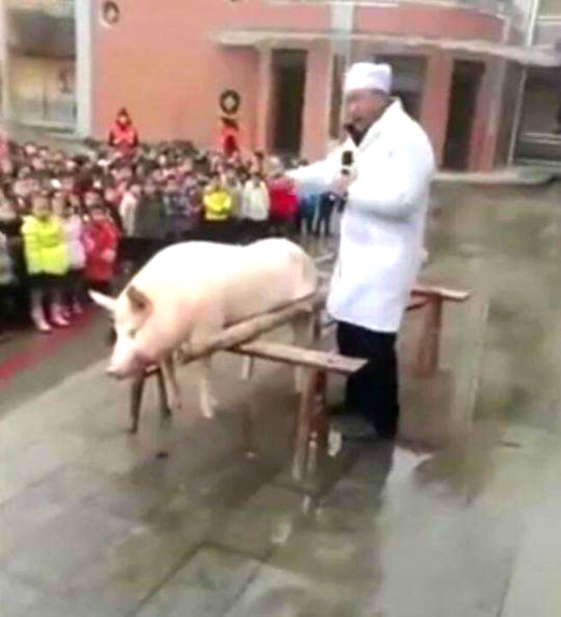 chinese kindergarten cuts pig open