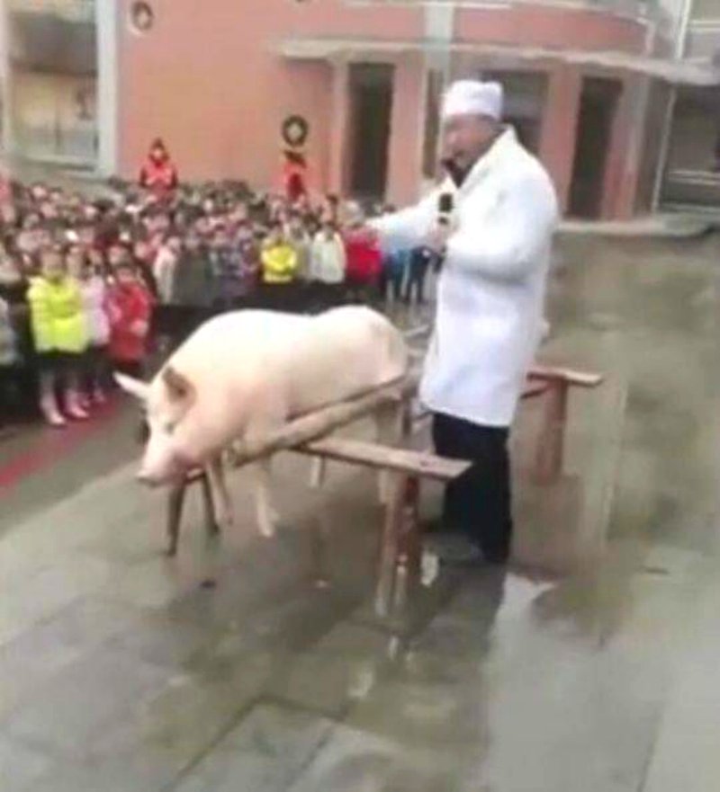 chinese kindergarten cuts pig open