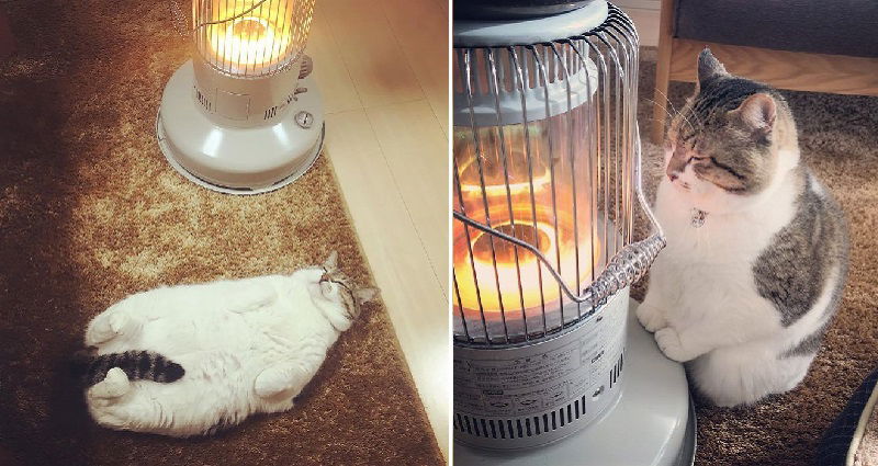 Japanese Cat s Ice Cold Heart Finds True Love With Heater