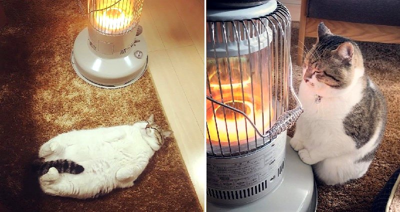 Japanese Cat’s Ice-Cold Heart Finds True Love With Heater