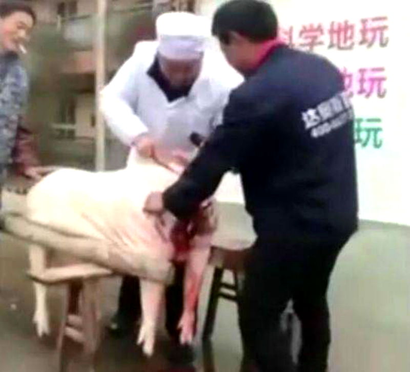 chinese kindergarten pig butchered by founder