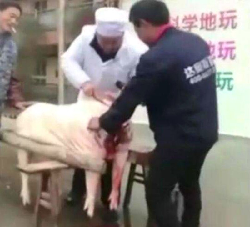 chinese kindergarten pig butchered by founder