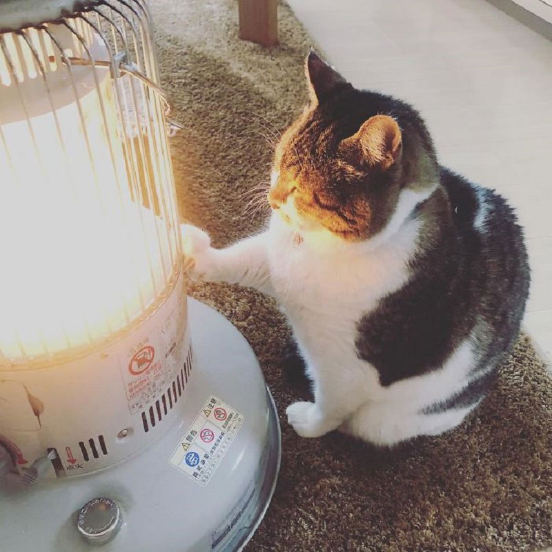 Cat heaters 2024