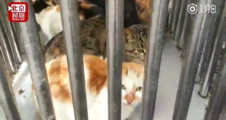 Chinese Police Station Has Cat Problem After Saving Dozens of Cats from Slaughter