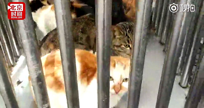 Chinese Police Station Has Cat Problem After Saving Dozens of Cats from Slaughter