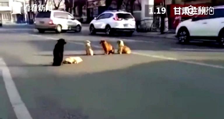 Stray Dogs Guard Their Friend Lying on the Road After a Hit and Run in China