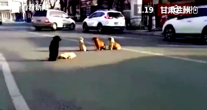 Stray Dogs Guard Their Friend Lying on the Road After a Hit and Run in China