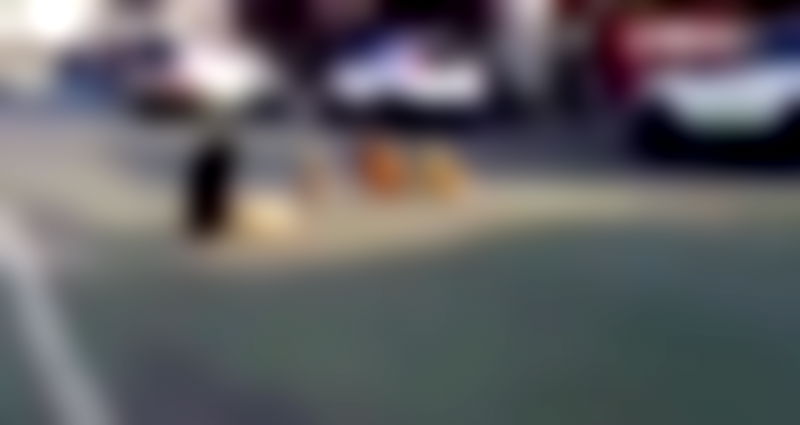 Stray Dogs Guard Their Friend Lying on the Road After a Hit and Run in China