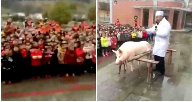 School in China Dissects Entire Pig in Front of 600 Kindergarten Students