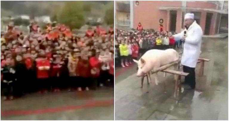 School in China Dissects Entire Pig in Front of 600 Kindergarten Students