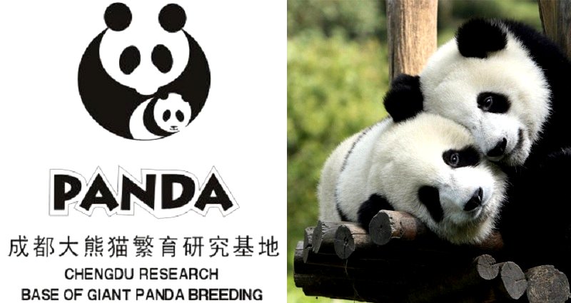China Will Award $15,400 for the Best Giant Panda Logo For New Park