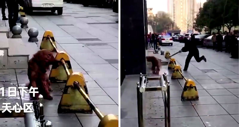 Lowlife Policeman Sparks Public Anger in China for Brutally Beating Dog to Death in Public