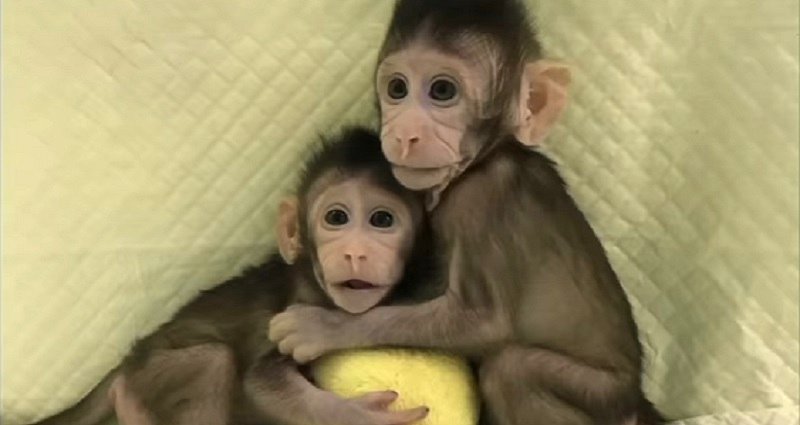 China Just Successfully Cloned a Monkey for the First Time in History