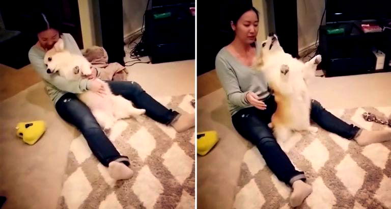 Adorable Corgi’s ‘Trust Fall’ Brings Hope For 2018