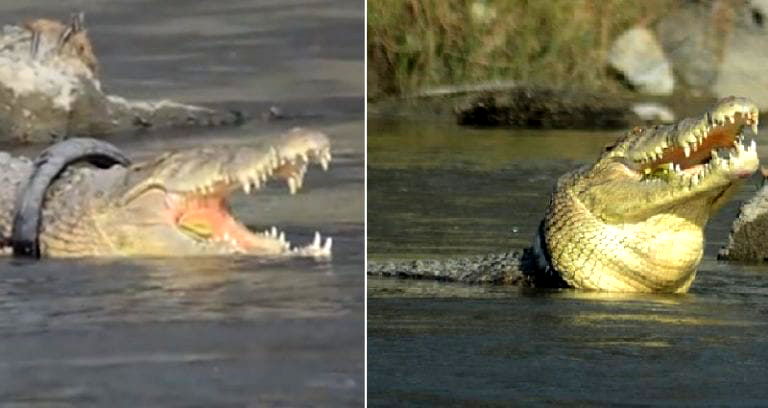 Endangered Crocodile Struggles For Years With Tire Stuck on Its Neck in Indonesia