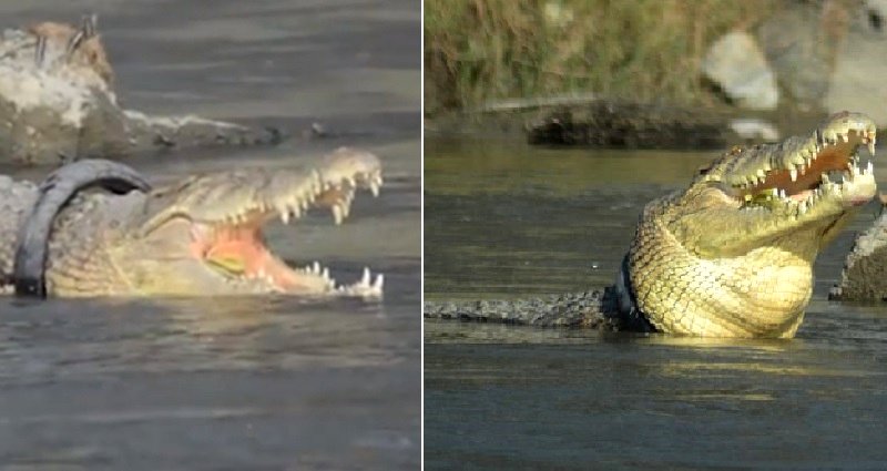 Endangered Crocodile Struggles For Years With Tire Stuck on Its Neck in Indonesia