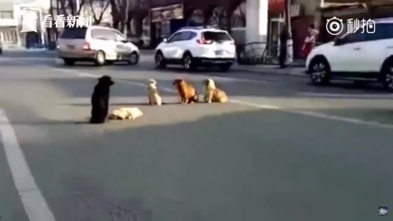 Stray Dogs Guard Their Friend Lying On The Road After A Hit And Run In ...